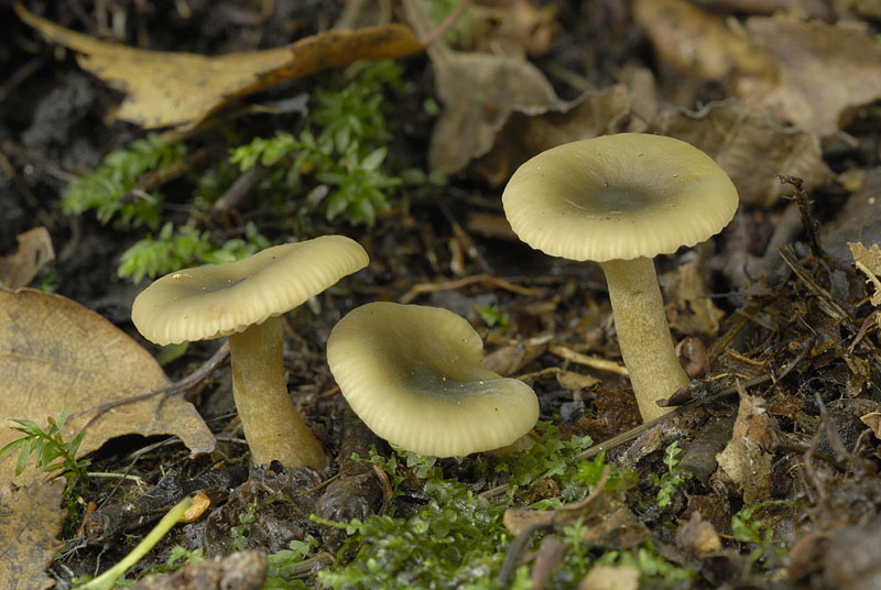 Lactarius cyathuliformis